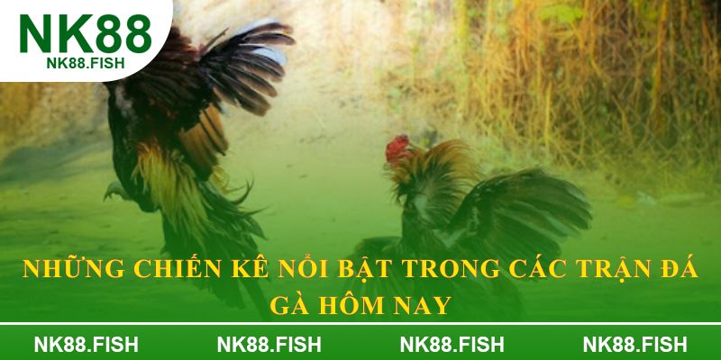 Những chiến kê nổi bật trong các trận đá gà hôm nay