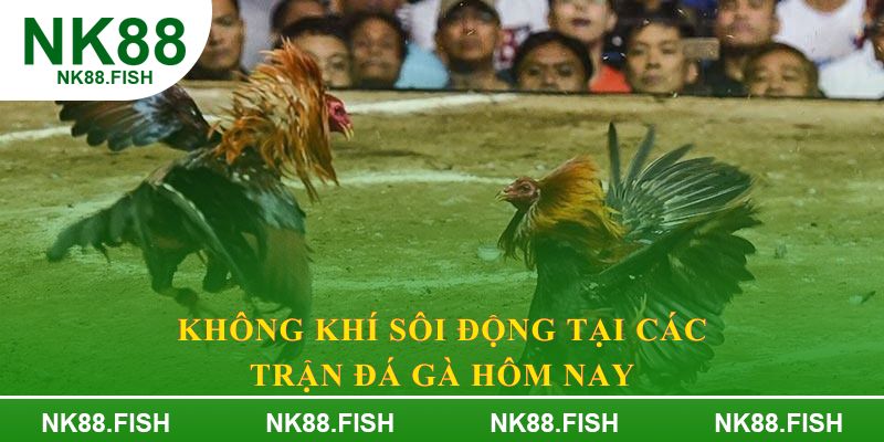 Không khí sôi động tại các trận đá gà hôm nay