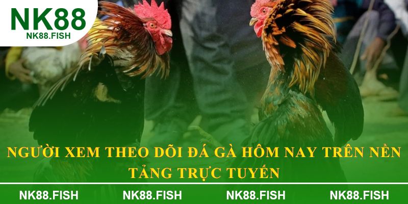Người xem theo dõi đá gà hôm nay trên nền tảng trực tuyến