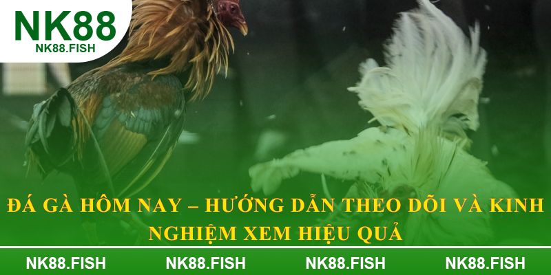 Đá gà hôm nay