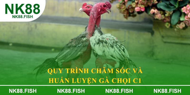 Quy trình chăm sóc và huấn luyện gà chọi C1
