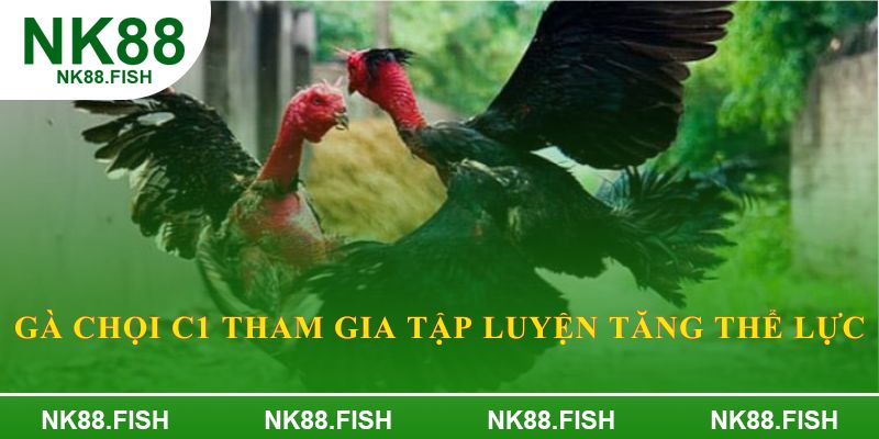Gà chọi C1 tham gia tập luyện tăng thể lực