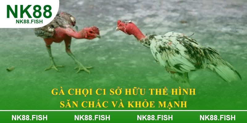 Gà chọi C1 sở hữu thể hình săn chắc và khỏe mạnh