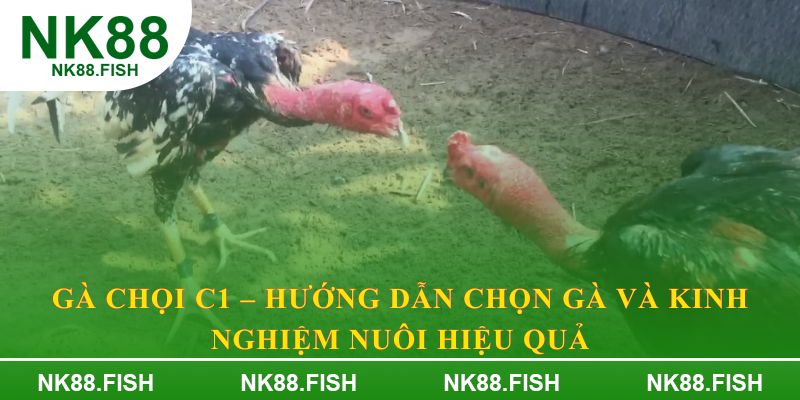 Gà chọi C1