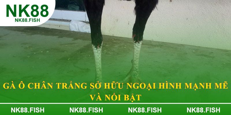 Gà ô chân trắng sở hữu ngoại hình mạnh mẽ và nổi bật