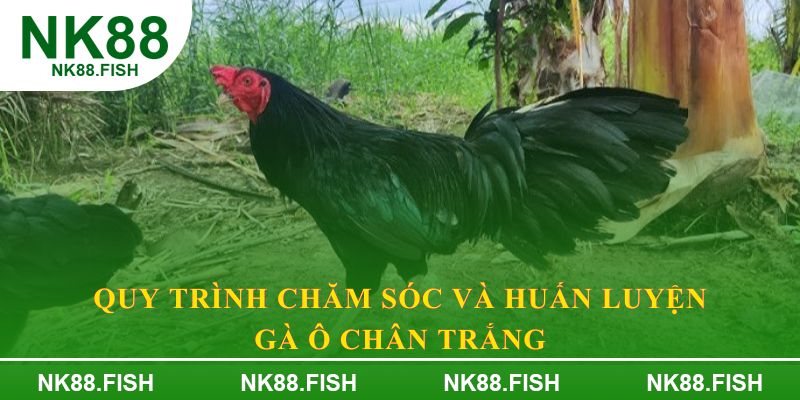 Quy trình chăm sóc và huấn luyện gà ô chân trắng