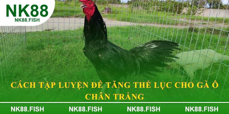 Cách tập luyện để tăng thể lục cho Gà ô chân trắng