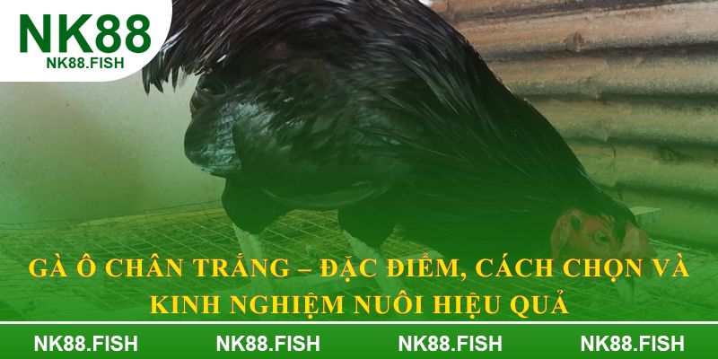 Gà ô chân trắng