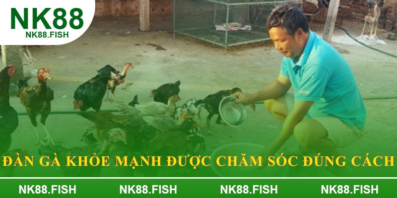 Đàn gà khỏe mạnh được chăm sóc đúng cách