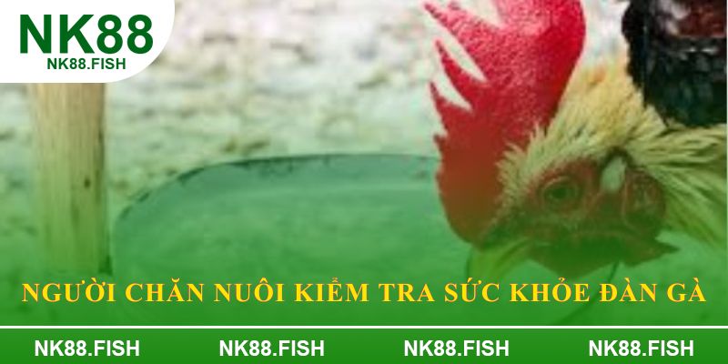 Người chăn nuôi kiểm tra sức khỏe đàn gà