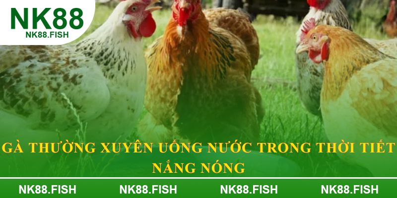 Gà thường xuyên uống nước trong thời tiết nắng nóng