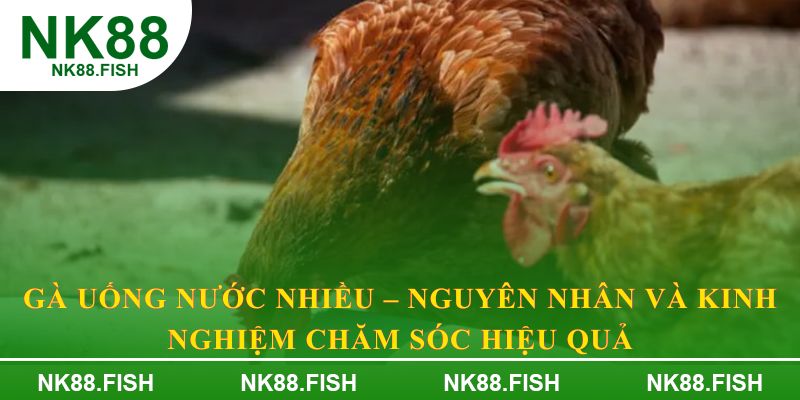 Gà uống nước nhiều